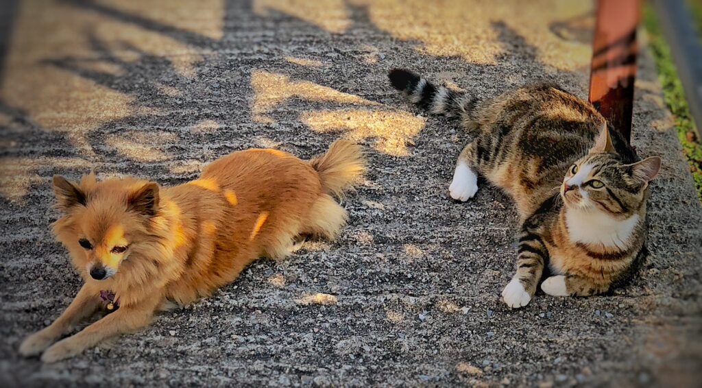 Furry Family of Pawrpose