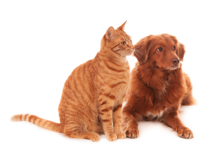 Spaying and Neutering pets & Cats