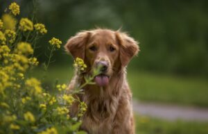 dog healthy and happy playing in grass
