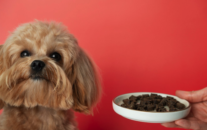 Wet vs. Dry Dog Food