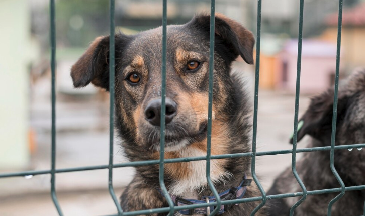 Dover Delaware Animal Control - PawrPose