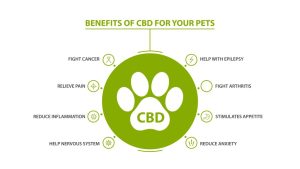 Benefits of CBD for Pets