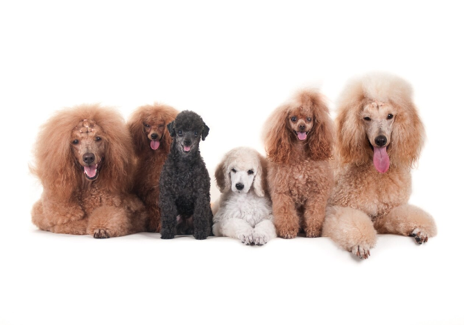 Popular Dog Breeds