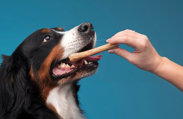 Healthy Dog Treats