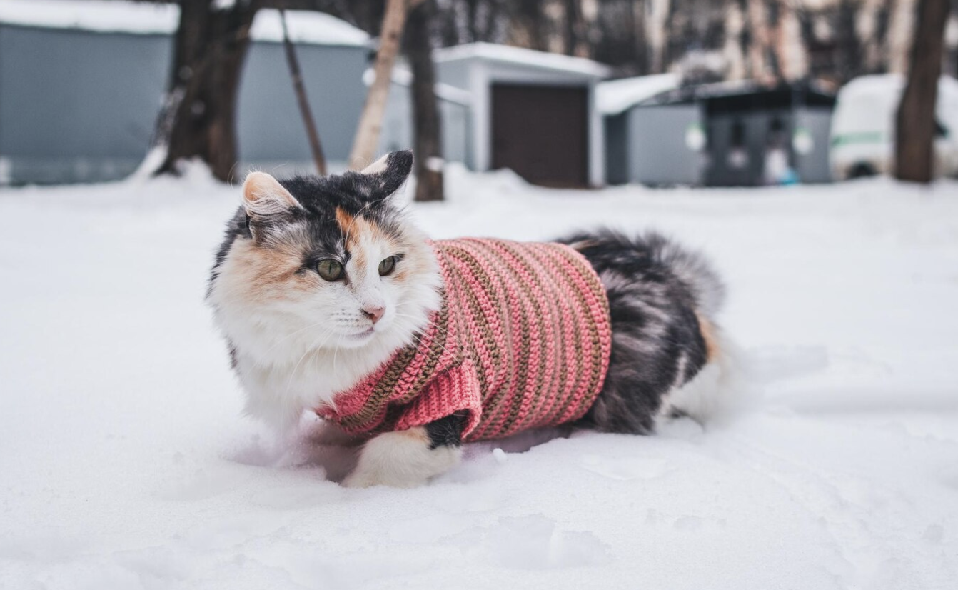 Animal Welfare - Cat