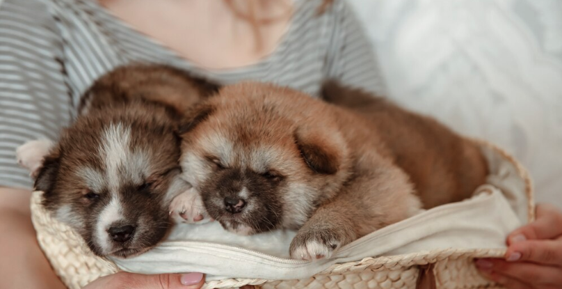 Pet Breeding - PawrPose