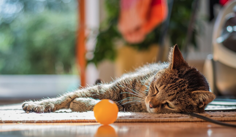 Cat Adoption - PawrPose