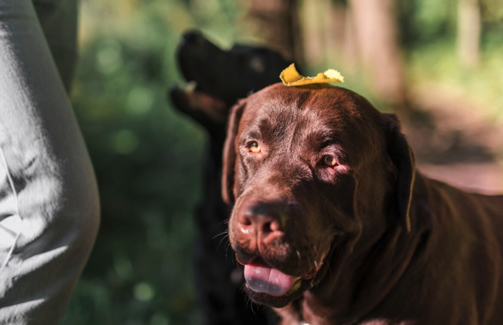 Dogs Adoption - Pawrpose