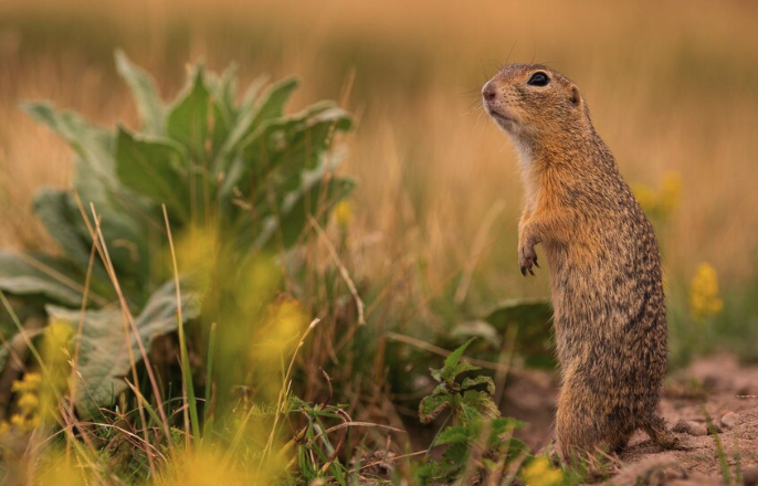 Animal Populations - PawrPose