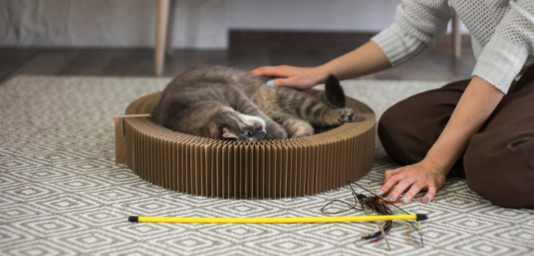 Cat Toys & Furniture - PawrPose