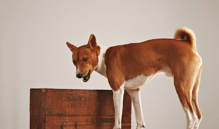 Dog adoption delaware - PawrPose