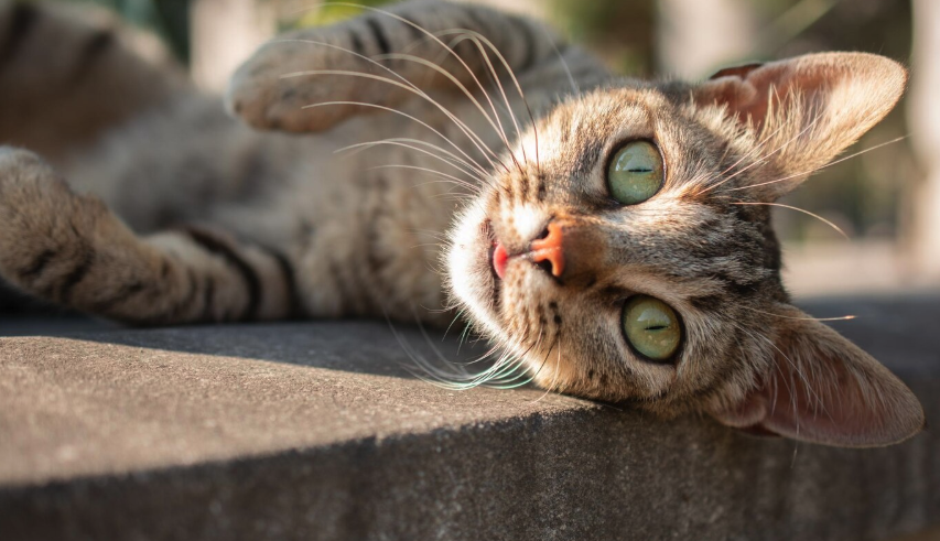 Cat Ownership - PawrPose