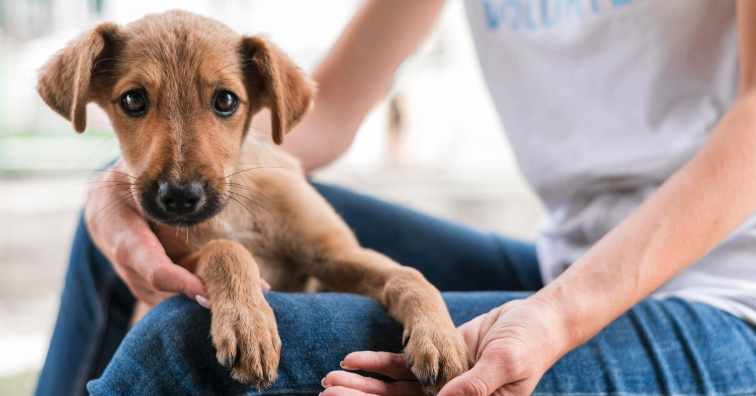 Animal Rescue Dover - PawrPose