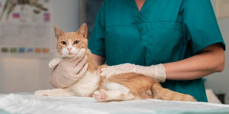 Cat Adoption - PawrPose