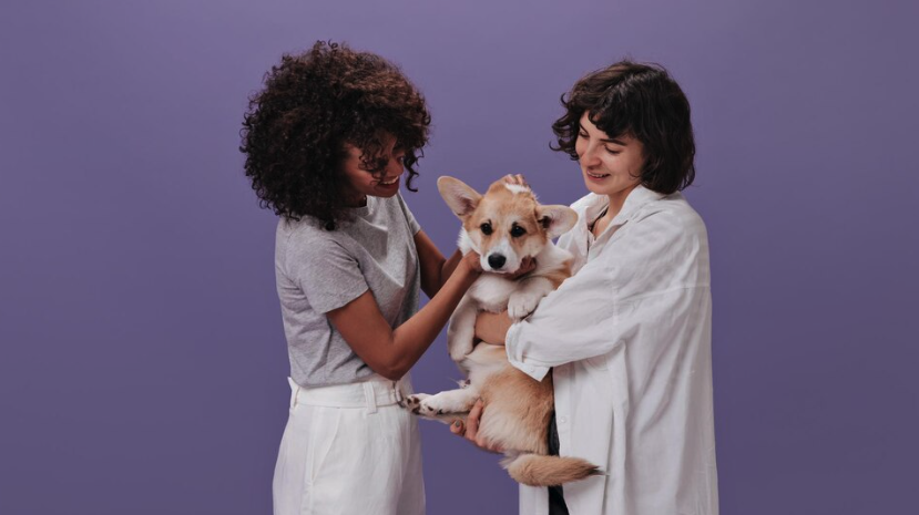 Preparing your Dog for a Vet Visit