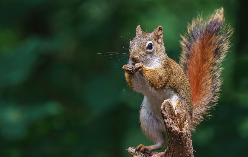 animal rescue efforts worldwide