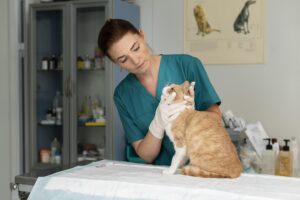Cat at a veterinary clinic during a check-up