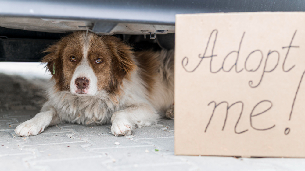 Dog Hiding Under a Car with a Cardboard Sign That Says 'Adopt me!' – Highlighting Things to Consider Before Adopting a Pet