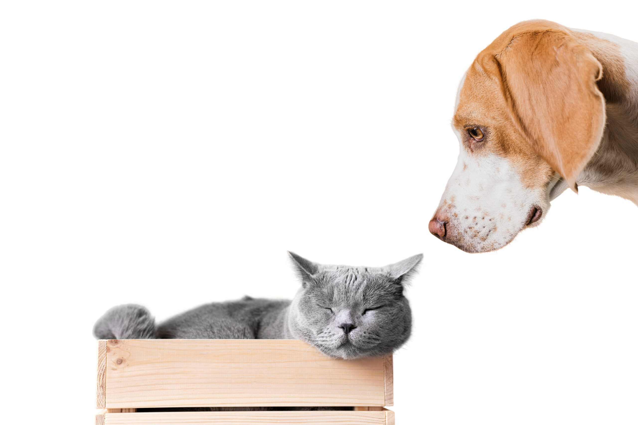 Delaware Pet Adoption - PawrPose