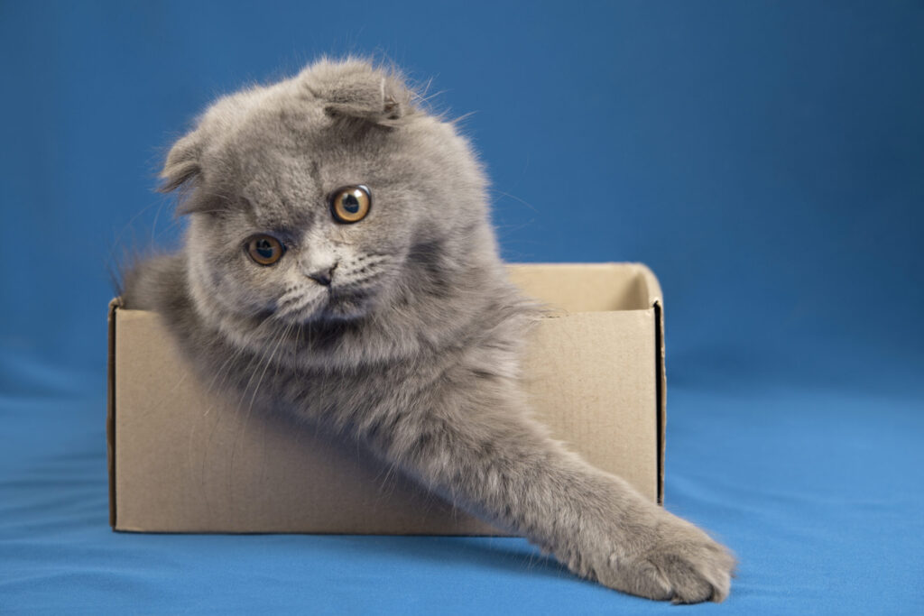 Cat Psychology -PawrPose