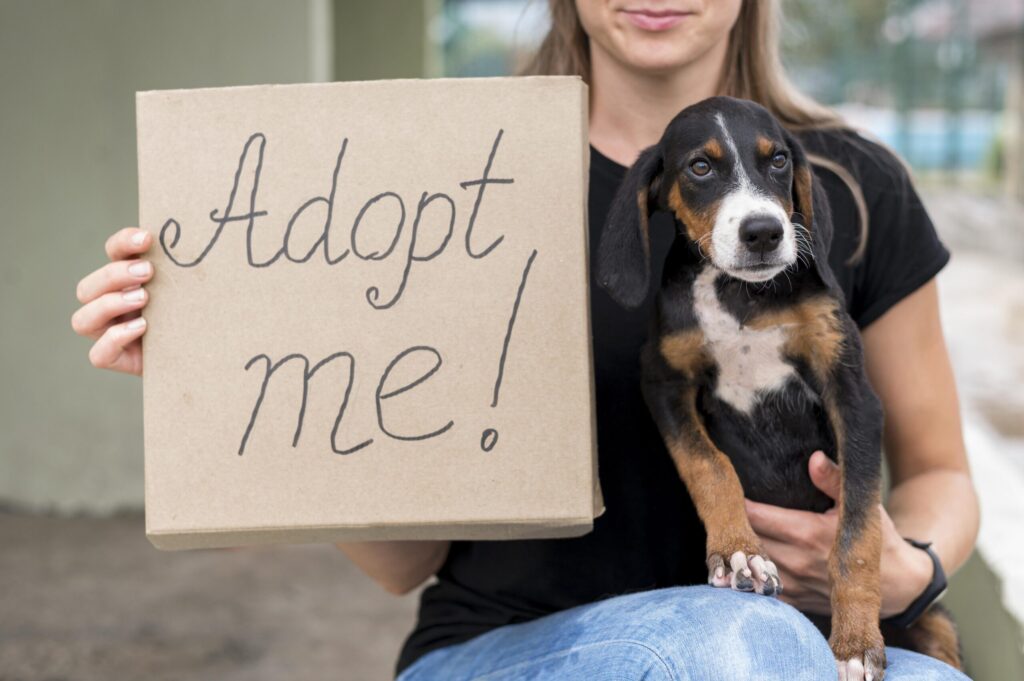 Things You Don’t Know (But Should) Before Adopting a Pet
