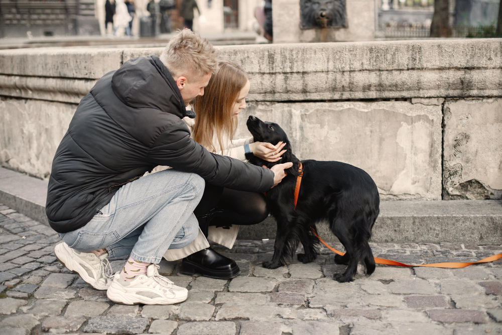 What to do if you lose your pet – owners caring for a found dog