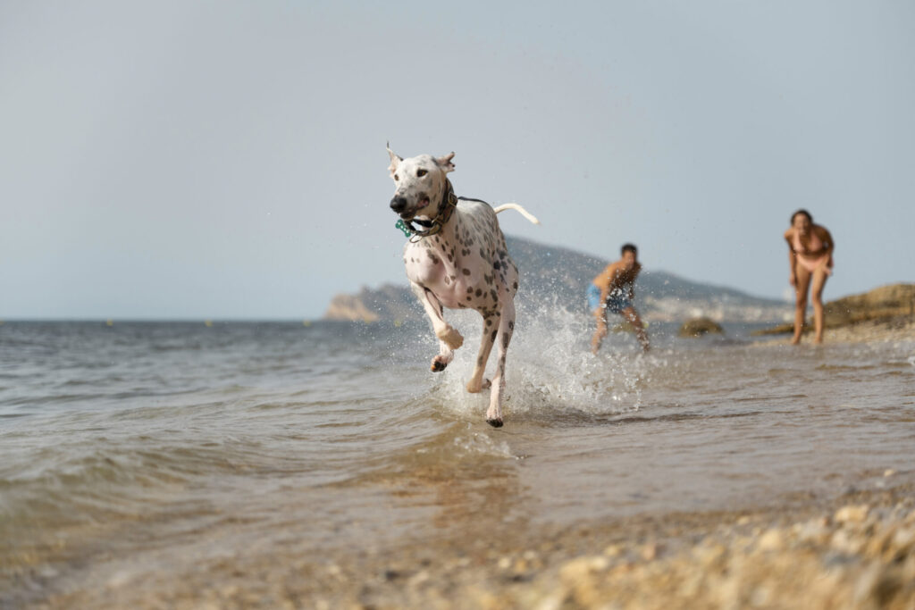 Summer Safety Tips For Dogs