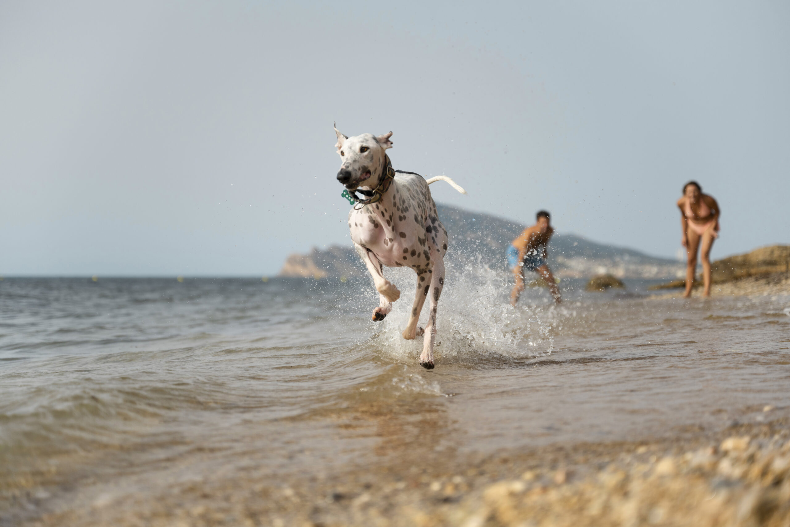 Summer Safety Tips For Dogs