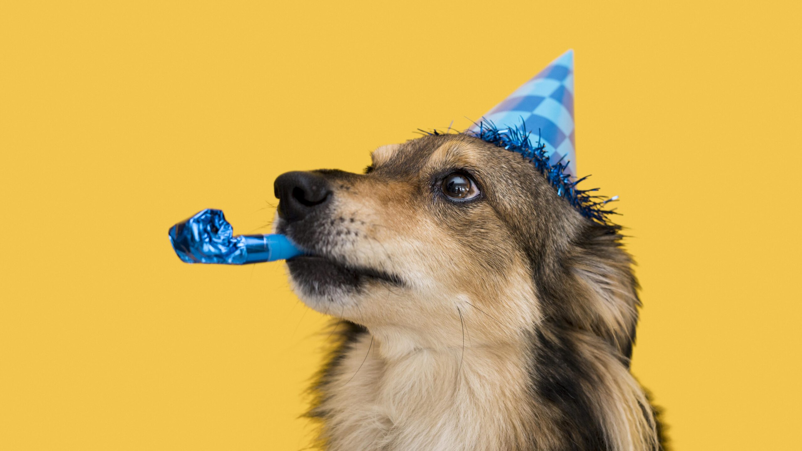 animal celebrate its birthday