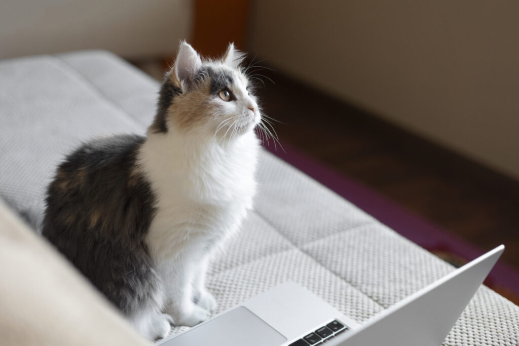 AI for pet system tracking behavior patterns and health indicators