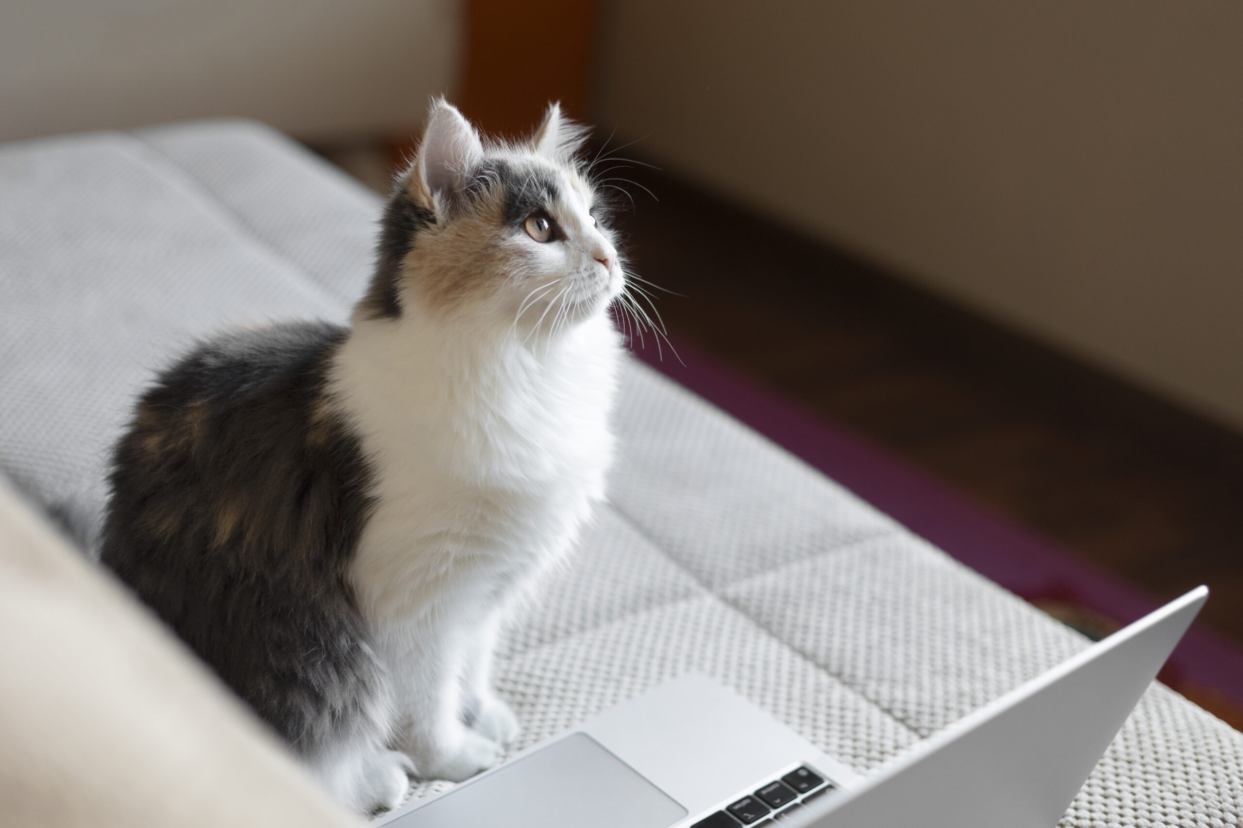 AI for pet system tracking behavior patterns and health indicators