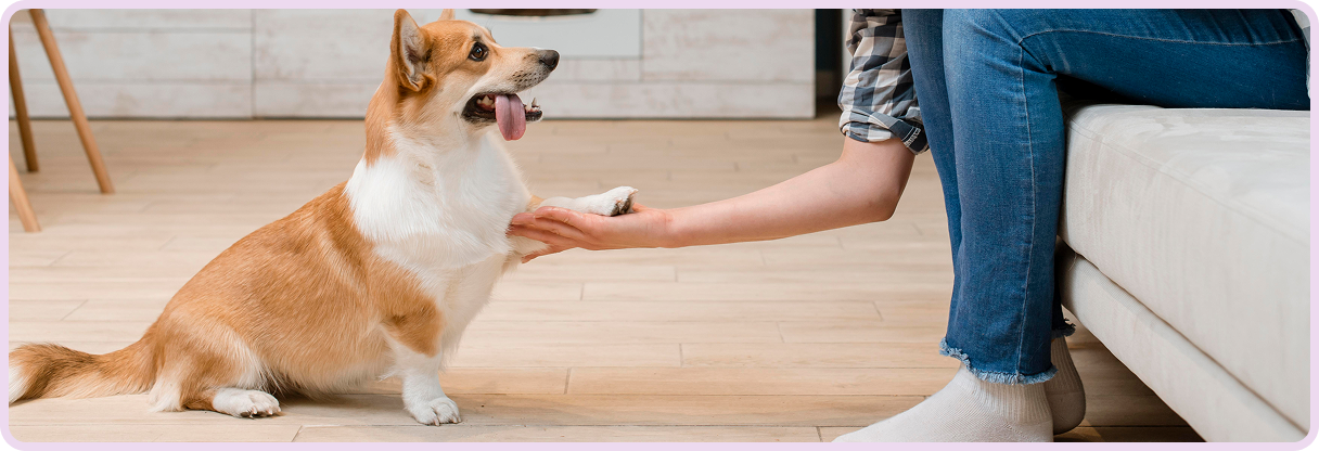 Prepare your Home for a New Puppy