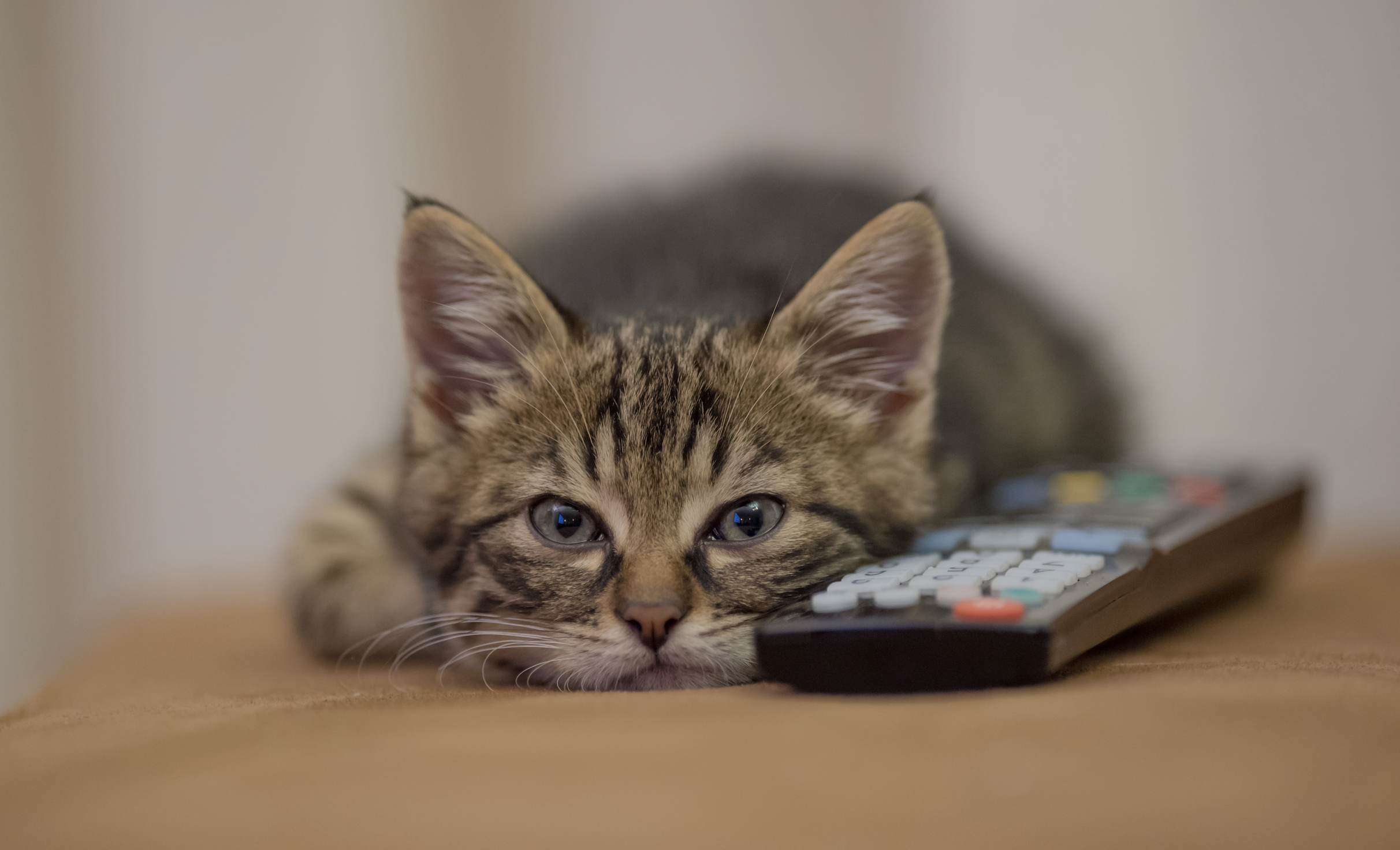 AI pet camera monitoring cat behaviour at home