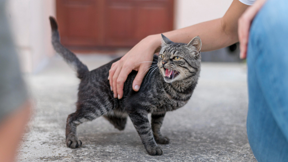 behavior problems in cats