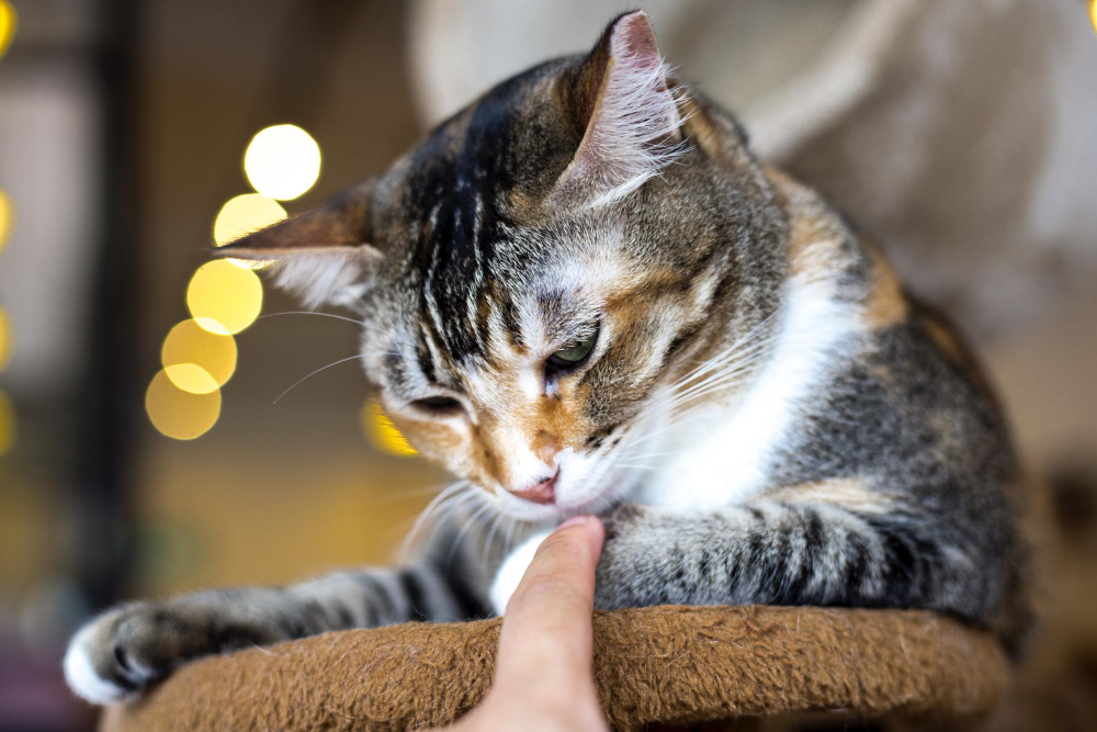 Cat Behavior Problems