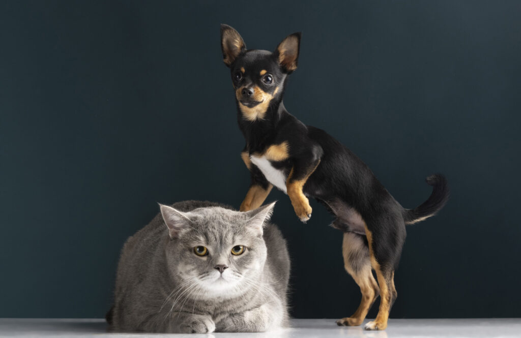 pet parenting tips for dogs and cats