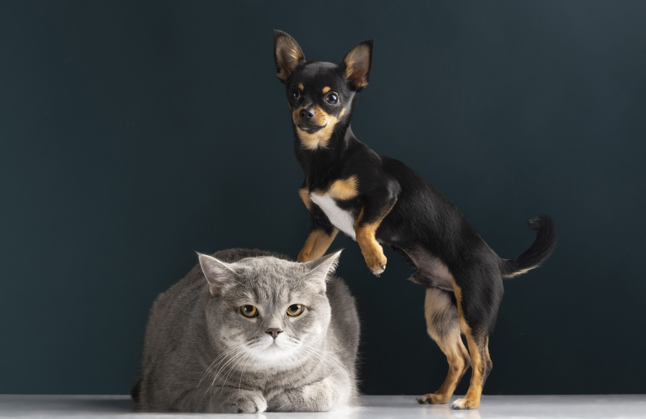 pet parenting tips for dogs and cats