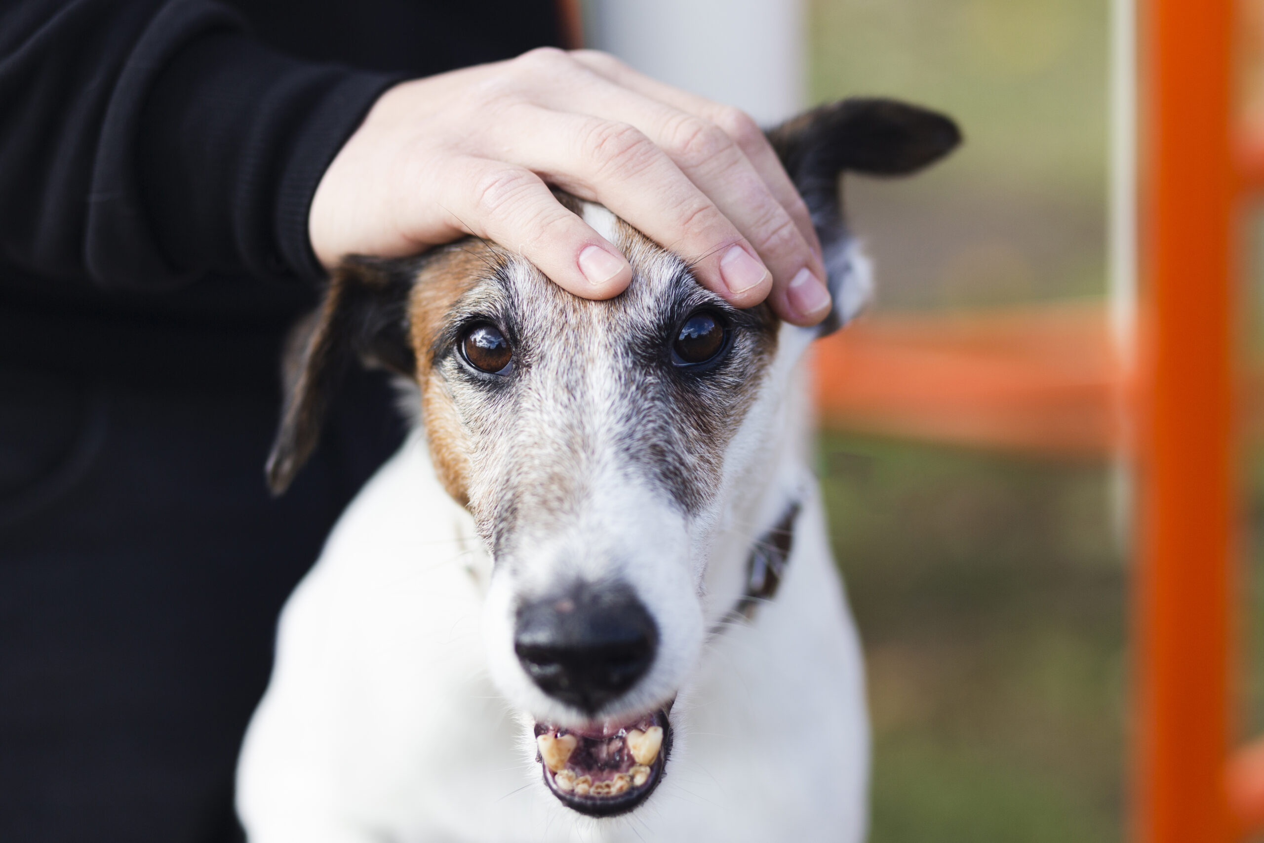 Person using a Stray Pet Reporting Tool on a phone while spotting a dog on the street.