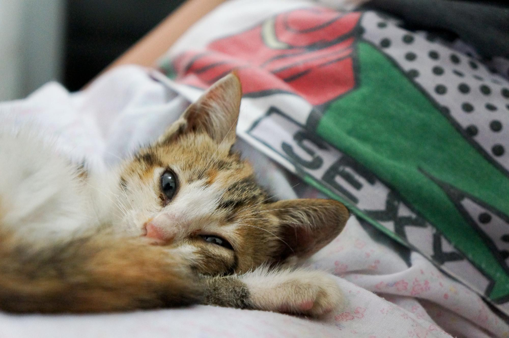 Indoor cat resting comfortably to reduce stress and spraying behavior