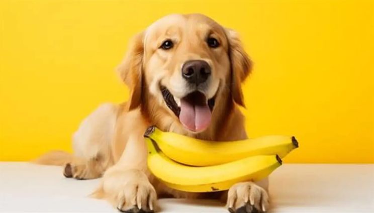 Can dogs eat bananas? A dog with bananas on his lap