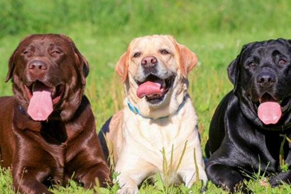 Labrador Retriever