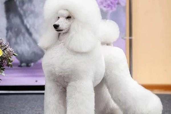 Poodle (Standard / Miniature / Toy)