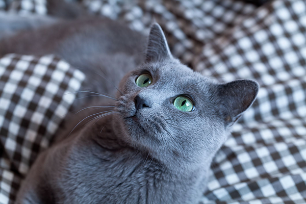 Russian Blue