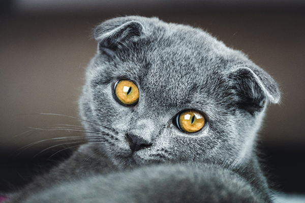 Scottish Fold