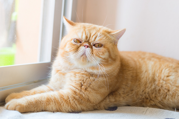 Exotic Shorthair