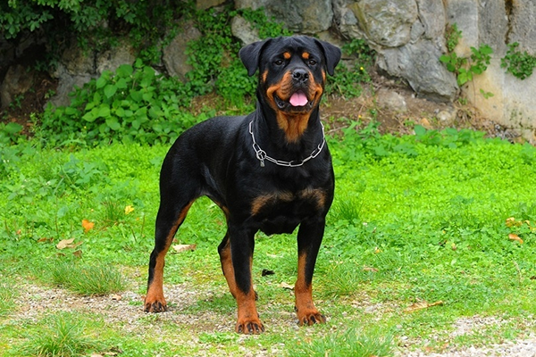 Rottweiler
