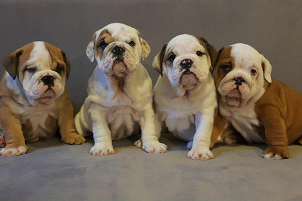 Bulldog (English / British style)