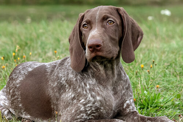 German Shorthaired Pointer