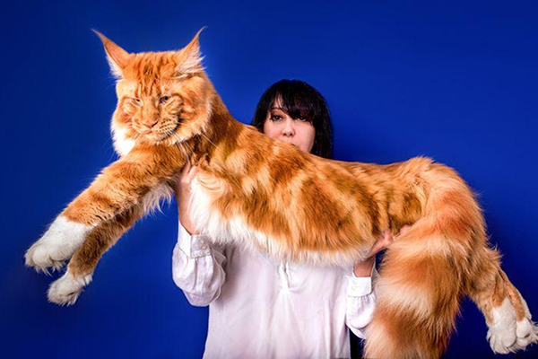 Maine Coon