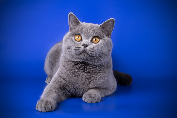 British Shorthair